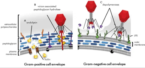 Figure 3 — Phage Antibacterial Proteins: Depolymerases