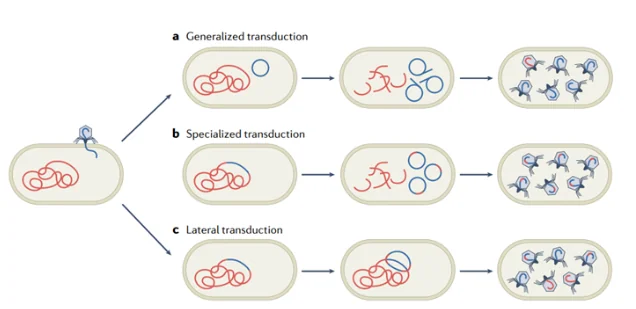 Figure 5 — Phages: The Unseen Guardians of Gut Homeostasis