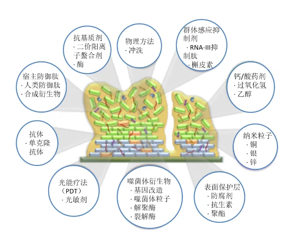 Figure 2 — Phage Antibacterial Proteins: Depolymerases
