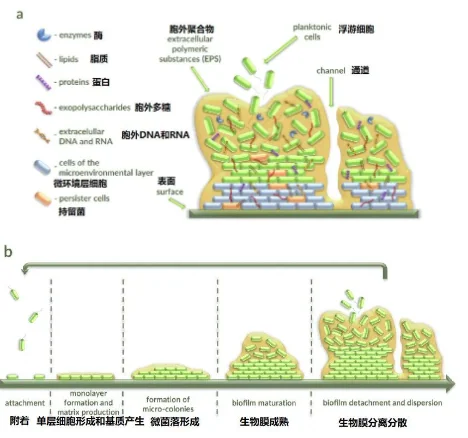 Figure 1 — Phage Antibacterial Proteins: Depolymerases